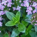 Thymus longicaulis 葉