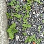 Mesembryanthemum crystallinum Feuille