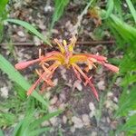 Chasmanthe aethiopica Flower