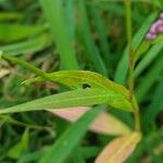 Polygonum persicaria برگ