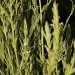Buchnera pusilla List