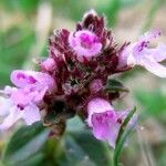 Thymus serpyllum 花