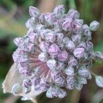 Allium ampeloprasum ᱵᱟᱦᱟ