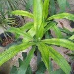 Dracaena fragrans Hostoa