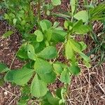 Trigonella foenum-graecum Folla