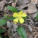 Hibbertia dentata 花