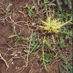 Centaurea ultreiae Habit