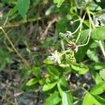 Adenostemma mauritianum Цветок