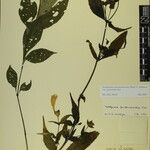 Strobilanthes pentastemonoides Іншае