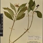 Rauvolfia serpentina その他の提案