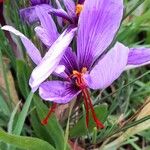 Crocus sativus Flor