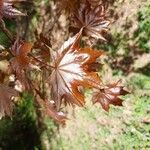 Acer platanoidesList