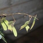 Machaerium biovulatum Fruit