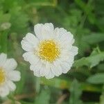 Tanacetum partheniumFlor