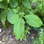 Euonymus hamiltonianus Blatt