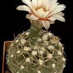 Gymnocalycium kieslingii Yeri