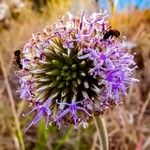 Chresta scapigera Flor