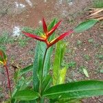 Heliconia latispatha Цветок