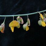 Crotalaria albida Habit