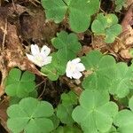 Oxalis montana List