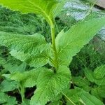 Campanula latifolia Leaf