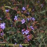 Plumbago europaea Flor
