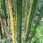 Phyllostachys reticulata Koor