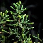 Cupressus goveniana Fruit