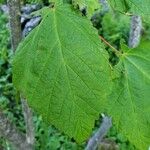 Acer spicatum برگ