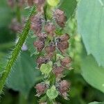 Ocimum tenuiflorum Fruto