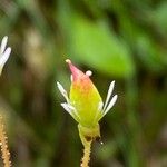 Saxifraga cuneifolia Фрукт