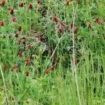 Trifolium incarnatumFlower