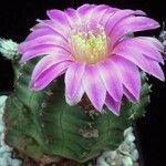 Echinocereus knippelianus Blüte