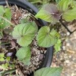 Viola labradorica Leaf