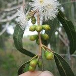 Eucalyptus viminalis Meyve