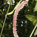 Anthurium subsignatum Fruit