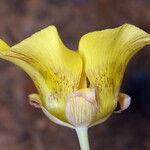 Calochortus luteus Floare