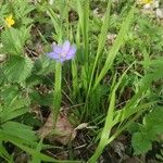 Hepatica nobilisफूल