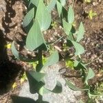 Linaria genistifolia 葉