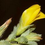 Ononis variegata Fleur