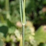 Rostraria cristata Leaf