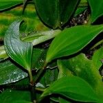 Peperomia pseudopereskiifolia Autre