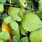 Fragaria vesca Fruit