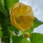 Abutilon grandifolium Blomma