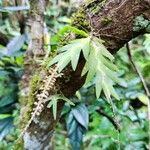 Oberonia disticha Yaprak