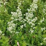 Galium borealeBlüte