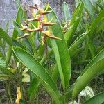 Heliconia psittacorum 葉