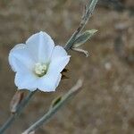 Convolvulus oxyphyllus Kwiat