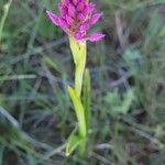 Anacamptis pyramidalisЦвят