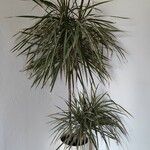 Dracaena reflexa葉